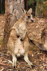 Port Arthur, Tasmania, Australia