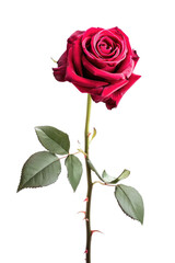 single rose flower isolated background