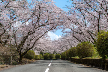 桜と道と青空