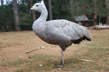 Port Arthur, Tasmania, Australia