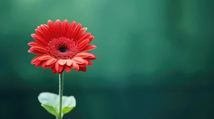 Gordijnen Red gerbera flower on a green background with copy space. © Bushra