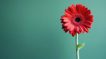 Foto op Plexiglas Red gerbera flower on a green background with copy space. © Bushra