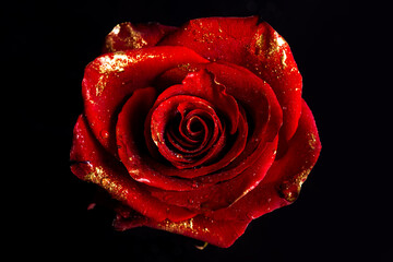 Rose with gold paint petals. Closeup of golden roses on black background. Creative gold rose...