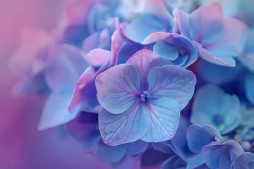Fototapeten Hortensia flower with slight color variations © CHAYAPORN