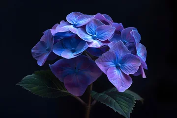 Foto auf Acrylglas Hortensia flower with slight color variations © CHAYAPORN