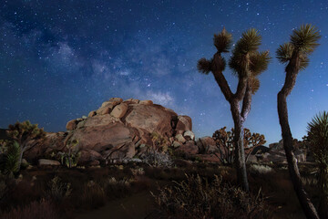 Milky Way over the Joshua Tree