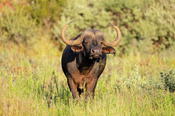 An African buffalo (Syncerus caffer) in natural habitat, Mokala National Park, South Africa.