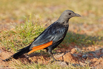 A female red-winged starling (Onychognathus morio) in natural habitat, South Africa.