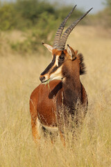 A sable antelope (Hippotragus niger) in natural habitat, South Africa.