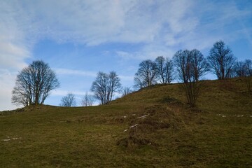landscape with trees