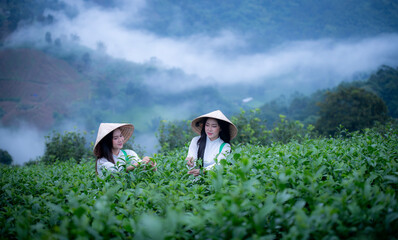 Tea garden farmers or travellers wearing Vietnam traditional dresser work carry basket picking...