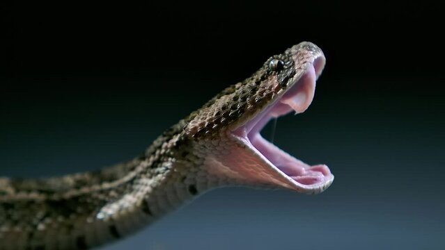 cottonmouth snake yawns to realign jaw and display fangs after meal slomo - studio