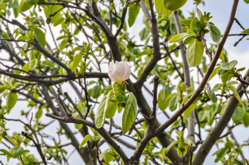flowers on quince fruit trees in spring garden (Uvezpinar, Turkiye) 