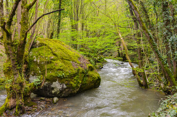 Obraz premium giant boulder in Çağlayan creek in the mountains near Termal (Yalova, Turkey)