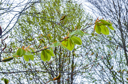 oriental beech (Fagus orientalis) fresh leaves and buds closeup (Yalova, Turkiye) 