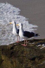 Fototapeta premium seagulls on the beach