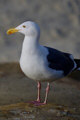 seagull on the beach