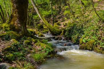 Obraz premium green trees, rocks and scenic mountain spring in spring forest in Yalova mountains near Termal, Turkey
