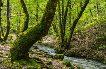 green trees, rocks and scenic mountain spring in spring forest in Yalova mountains near Termal, Turkey