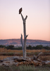 hawk perched on a tree