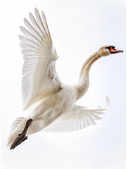 white swan flying