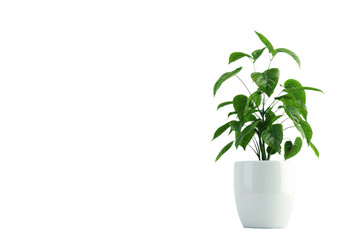 Green Plant in Pot Isolated on Transparent Background