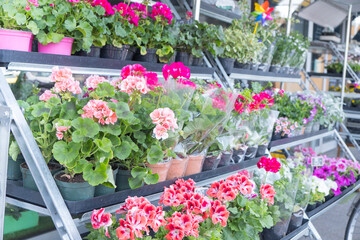 A street flower shop with bright geranium flowers in pots on the shelves.