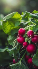 Obraz premium bunch of radishes with leaves 