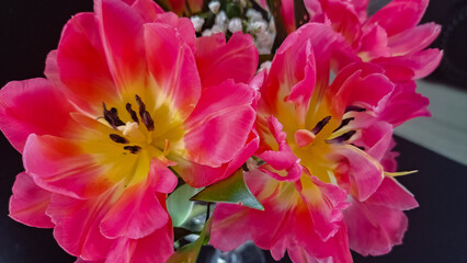 Różowy rozbity tulipan  - obrazy, fototapety, plakaty