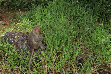 A forest monkey sitting on a rock , Nelliyampathy