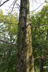 そびえ立つ大木