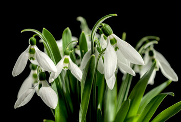 White Galanthus flowers on a black background