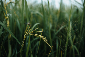 Close up rice seed ripe and green leaves at rice file. Background, Farm and agriculture concept.