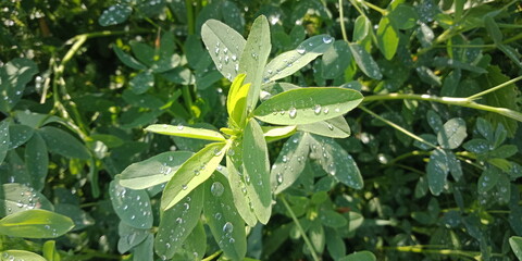 frog on the leaves