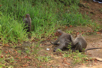 Cute monkeys sharing love in the forest, Nelliyampathy
