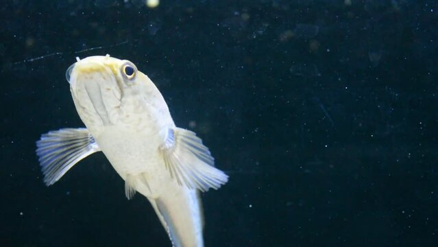Snakehead fish. Channa pulchra is a species of snakehead fish in the family Channidae native to Myanmar.