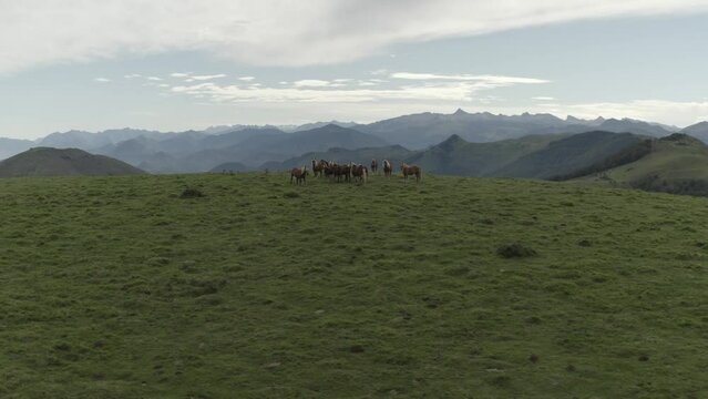 Wild horses grazing in green fields of Col Inharpu with beautiful mountain range in background, Basque Pyrenees, France. Aerial drone orbiting at low altitude and space for copy