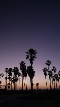 palm trees vertical video
