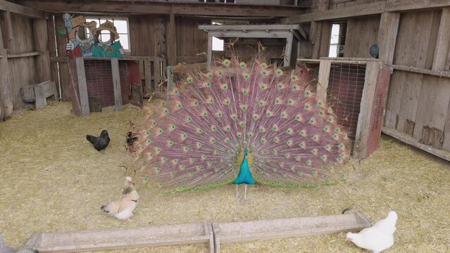 Peacock Displaying Full Tail Feathers In Petting Zoo