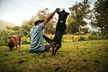 dog happy jumps and grabs dog treats on his owner's hand. Pet family, Food, snacks concept. - obrazy, fototapety, plakaty