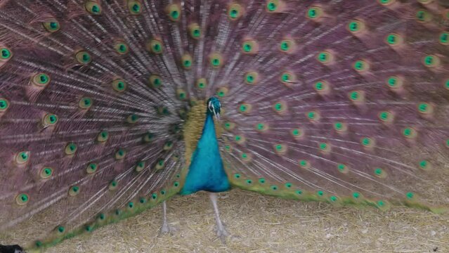 Close Up of Peacock With Colorful Feathers Displayed