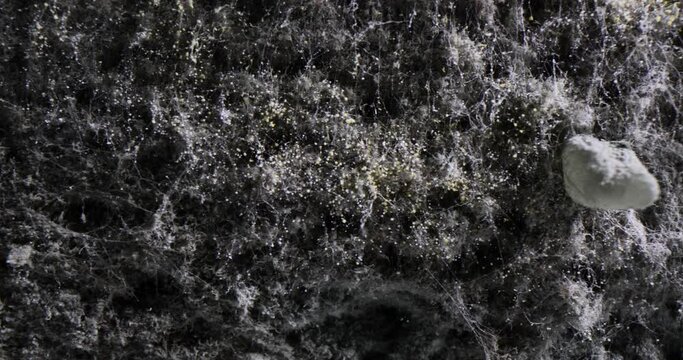 Bread mold is common mushroom