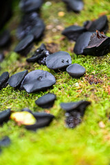 Black mushroom Common Dirt Cup (Bulgaria inquinans) on green moss