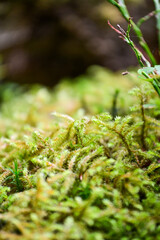 Brook shortbush moss (Brachythecium rivulare), a species of deciduous moss from the family Brachytheciaceae in close-up