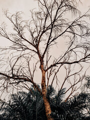 silhouette of a tree
