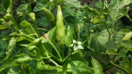 Green cayenne pepper plants bearing fruit