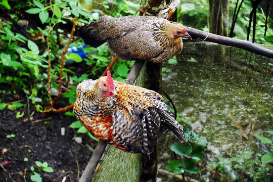 Two domestic free range chickens are sitting on an old wooden fence