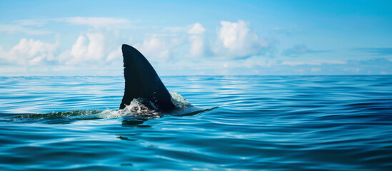 Great white shark fin breaching surface of the ocean
