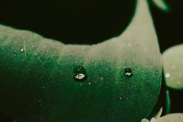 .Lemna minor is also known as duckweed. Lemna minor is a small aquatic plant that floats on the...