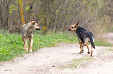 Two dogs near a dirt road in nature